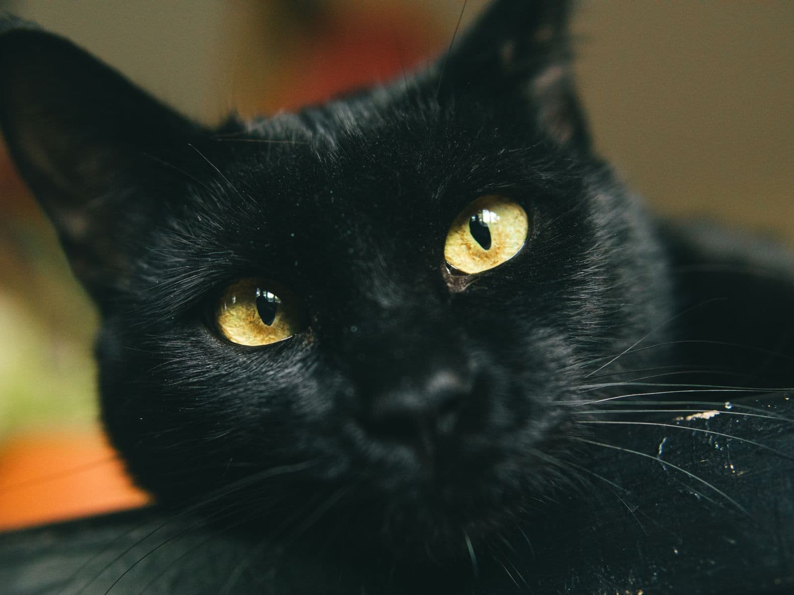 黒猫のイメージ写真