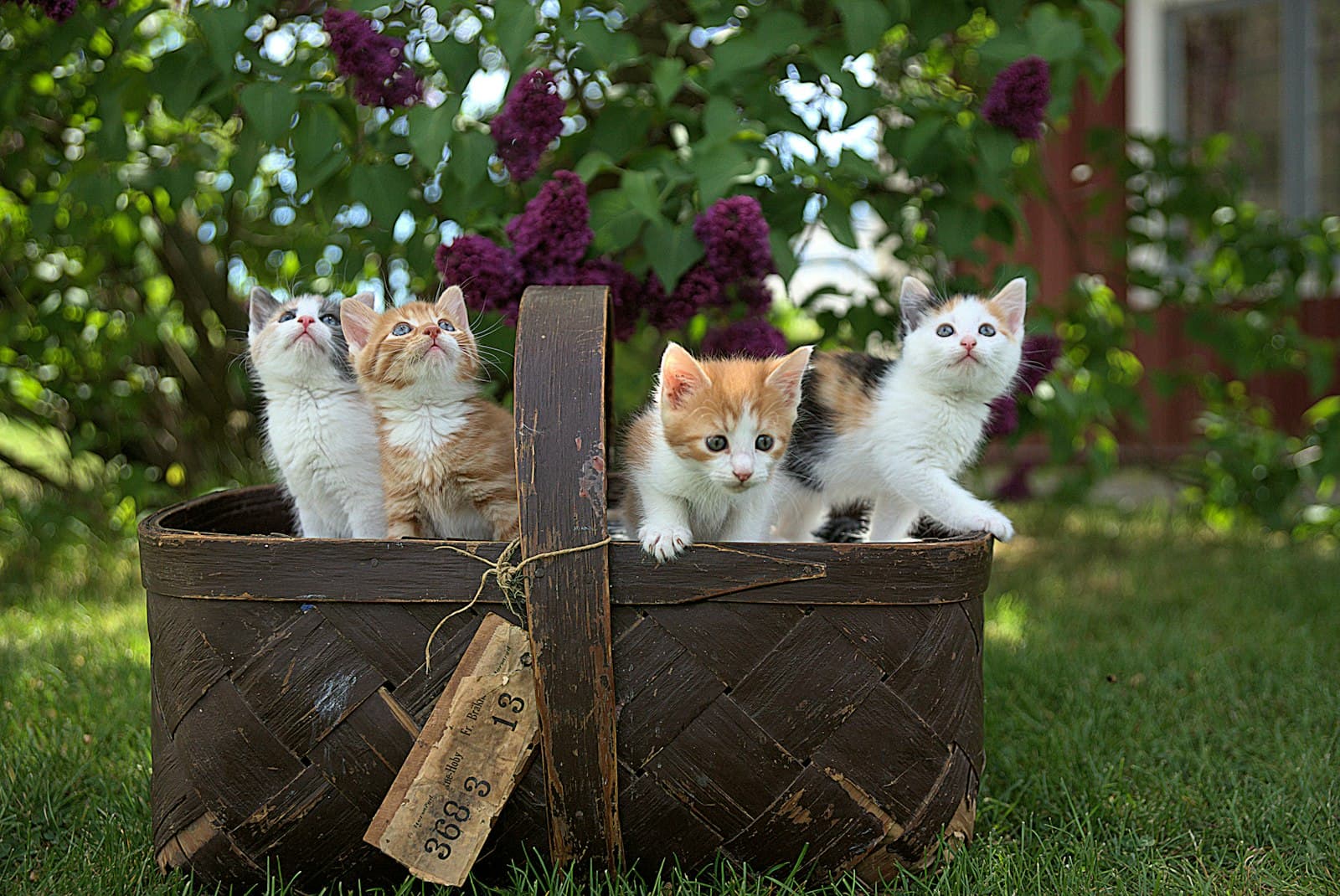 バスケットに入った子猫たち(イメージ)