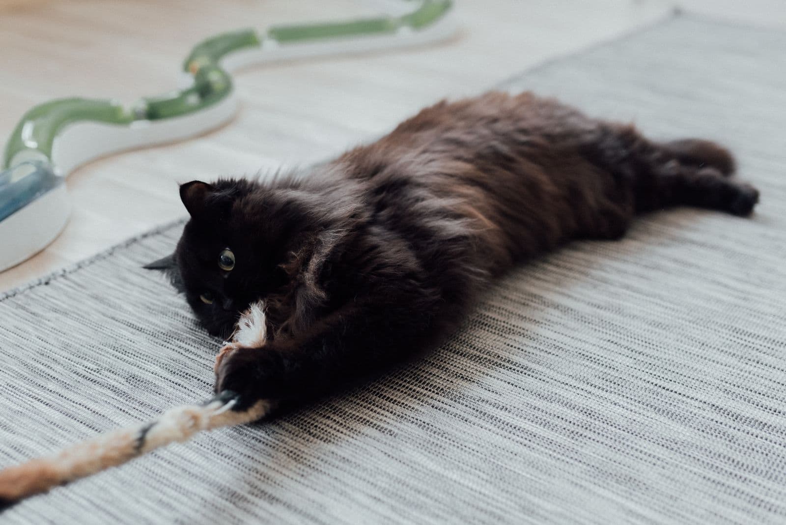 ロープ状のおもちゃで遊ぶ黒猫(イメージ)