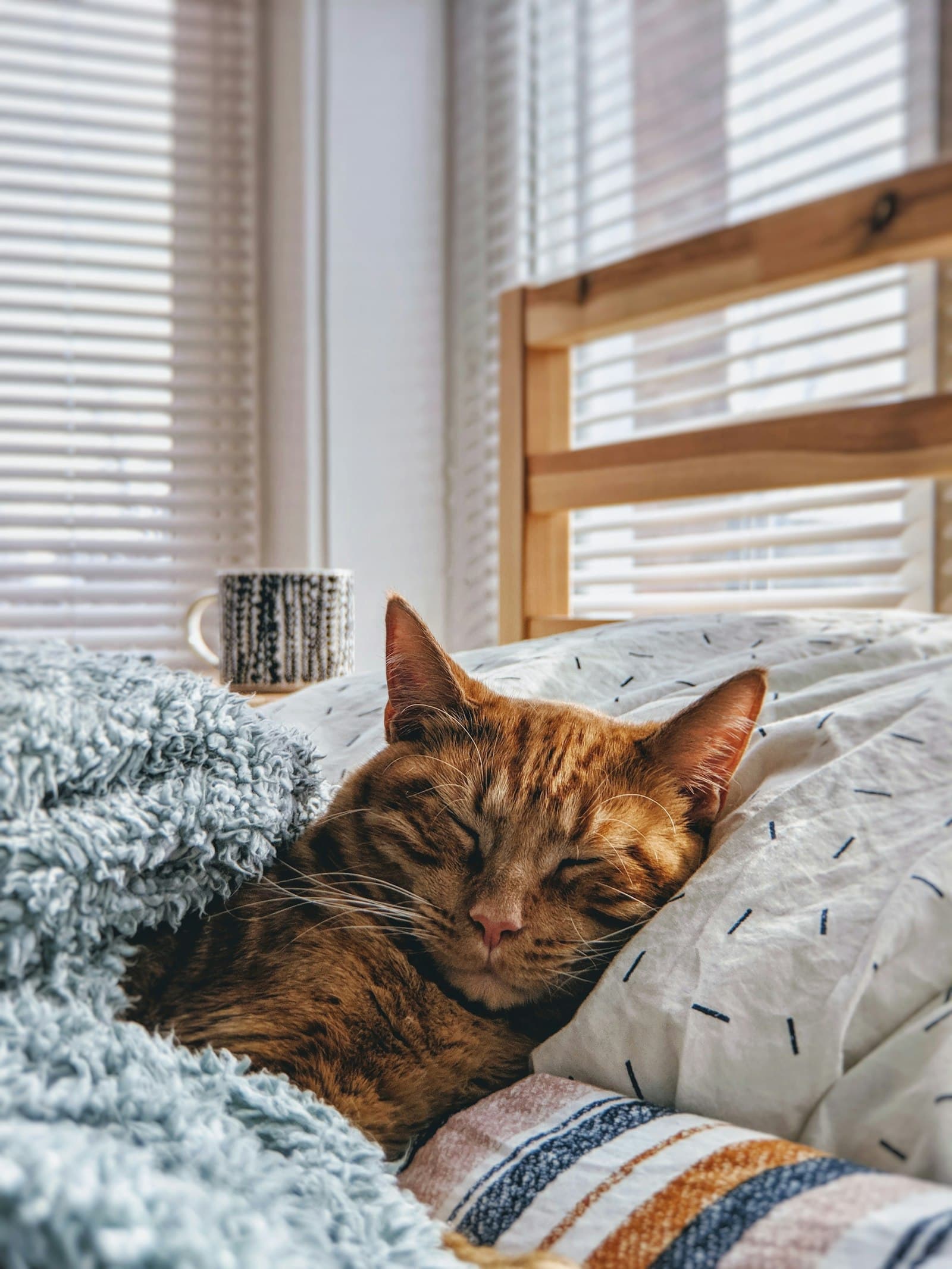 眠っている猫(イメージ)