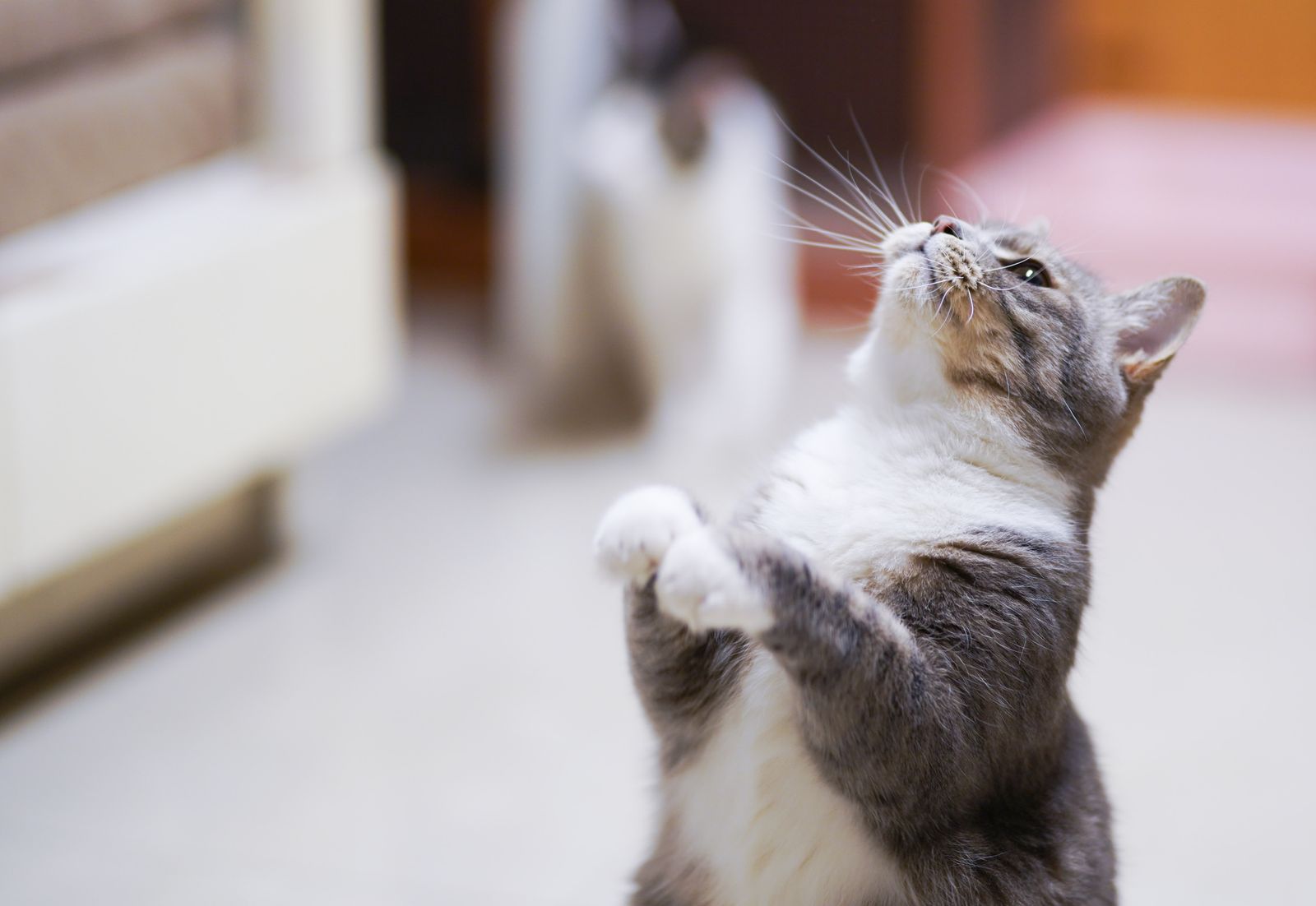 猫がおやつをねだって鳴きやまない時に試している対策｜大食い黒猫との実体験